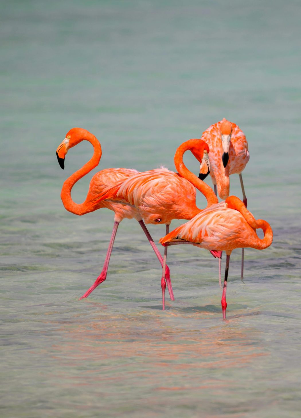 huwelijksreis Bonaire